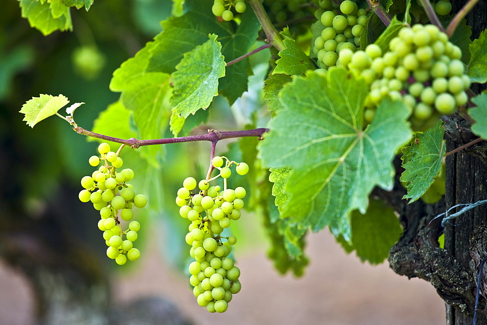 Green grapes ripening on grapevine in vineyard in the Dordogne, France