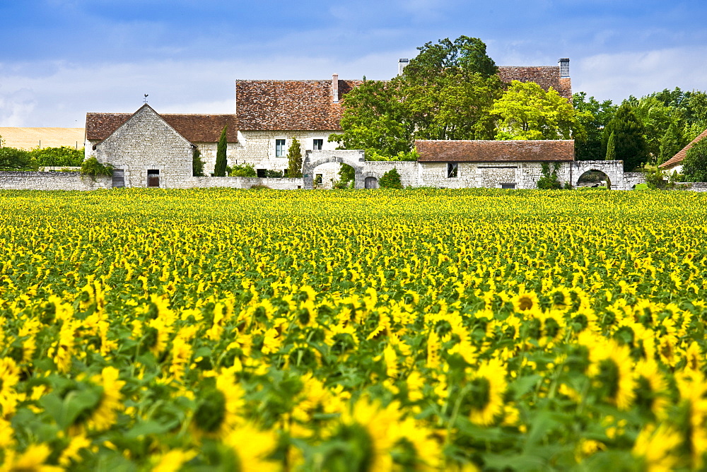 French farm homestead with crop of sunflowers at Champigny sur Veude, the Loire Valley, France