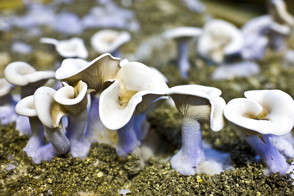 Wood blewit, Lepista nuda, mushrooms growing underground in compost in cave in the Loire Valley, France