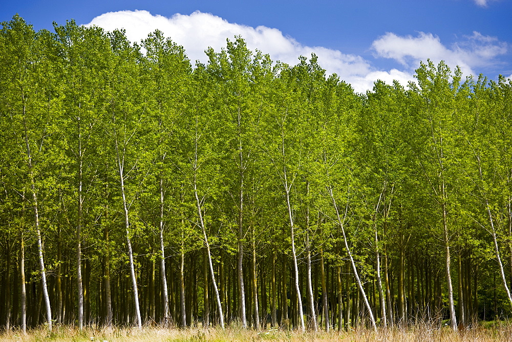 Copse of silver birch trees at Rigny Usse in the Loire Valley