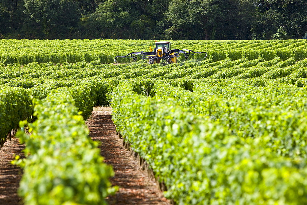 Vine tractor crop-spraying vines in a vineyard at Parnay, Loire Valley, France