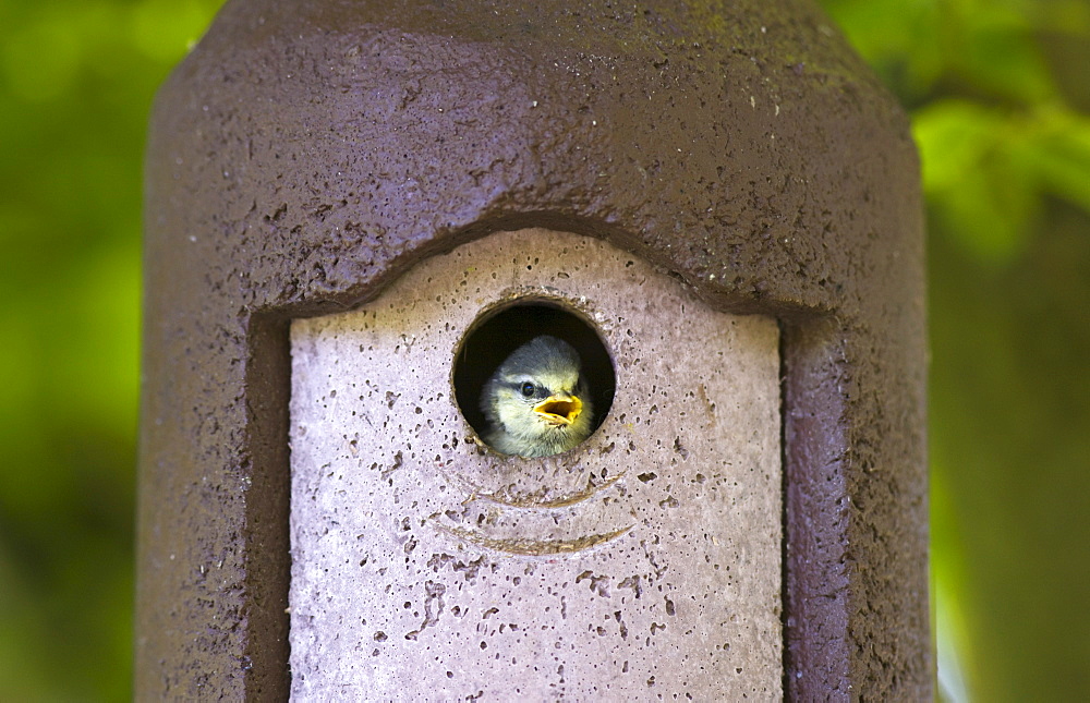 Bluetit hungry young nestling bird awaits feeding in a garden bird box, The Cotswolds, Oxfordshire, England, United Kingdom