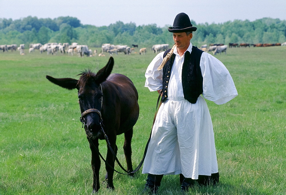 Hungarian Csikos cowboy with mule horse on The Great Plain of Hungary  at Bugac, Hungary