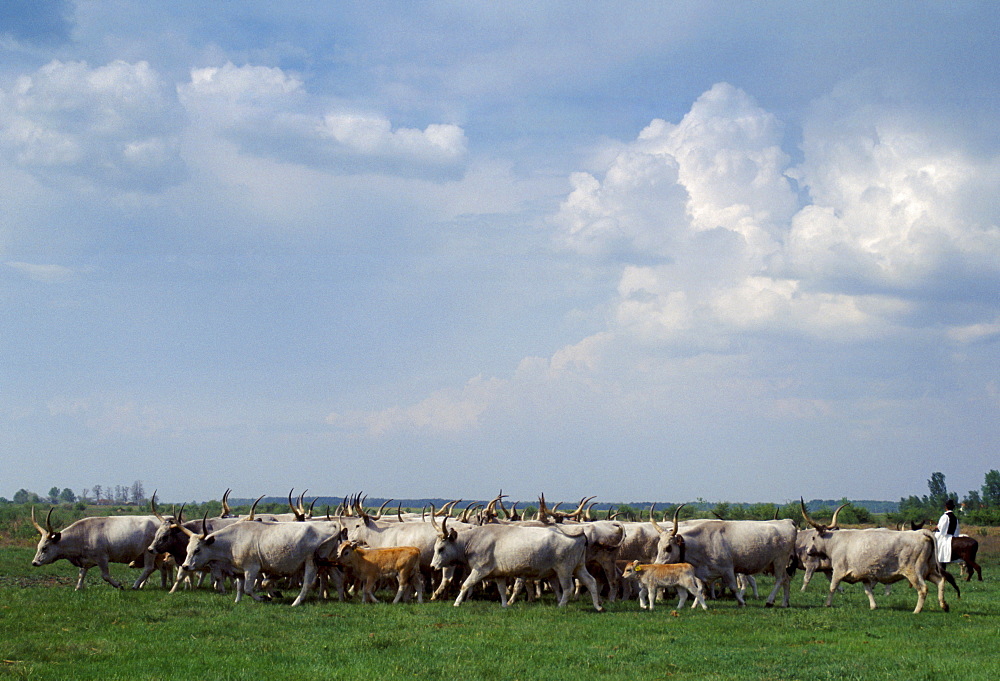 Cattle on the Great Hungarian Plain at Bugacz in Hungary