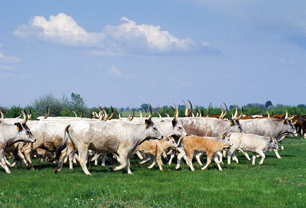 Cattle on the Great Hungarian Plain at Bugacz in Hungary