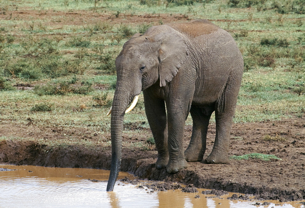 African elephants, Loxodonta Africana, drinking at water hole at Treetops in Aberdare National Park near Nyeri in Kenya, East Africa