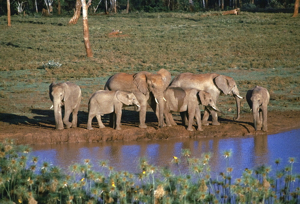 African elephants, Loxodonta Africana, drinking at water hole at Treetops in Aberdare National Park near Nyeri in Kenya, East Africa