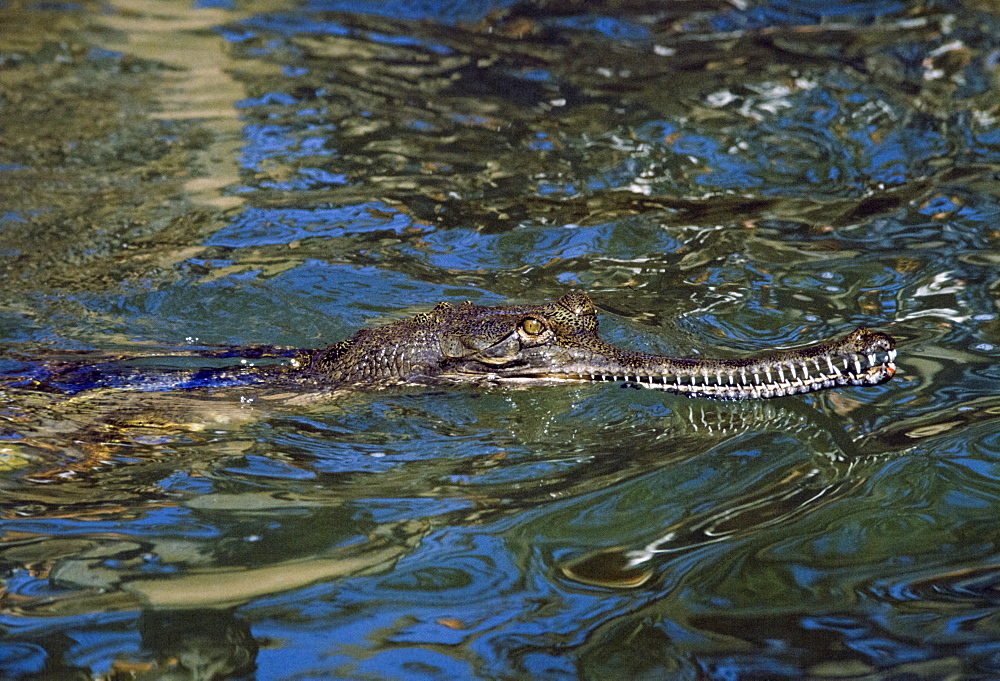 indian Gharial Chitwan National Park in Nepal