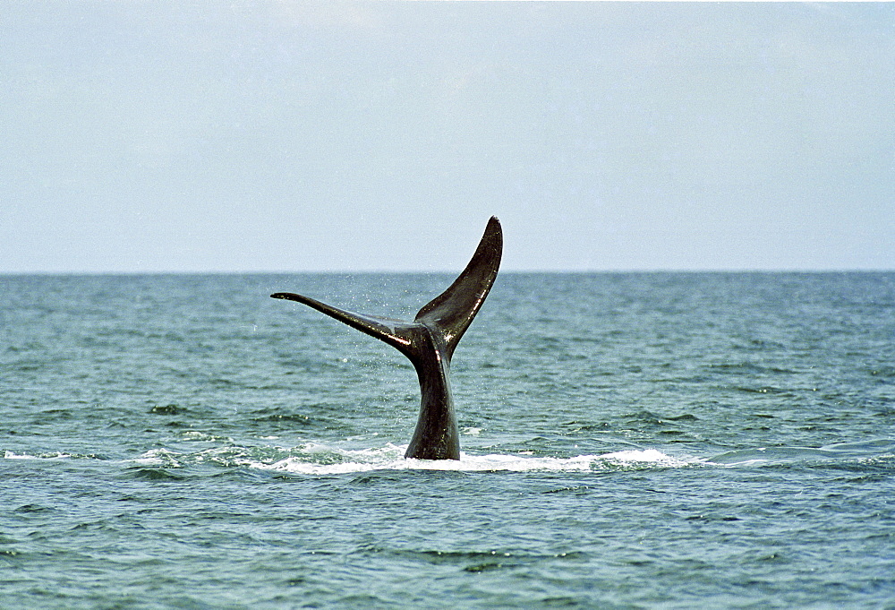 Whale tail fin in the Golfo Nuevo in Patagonia, Argentina, South America