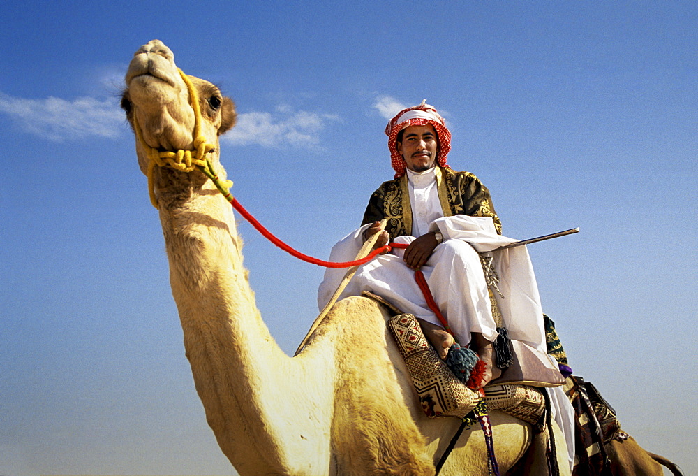 Camel and arab rider in Riyadh, Saudi Arabia