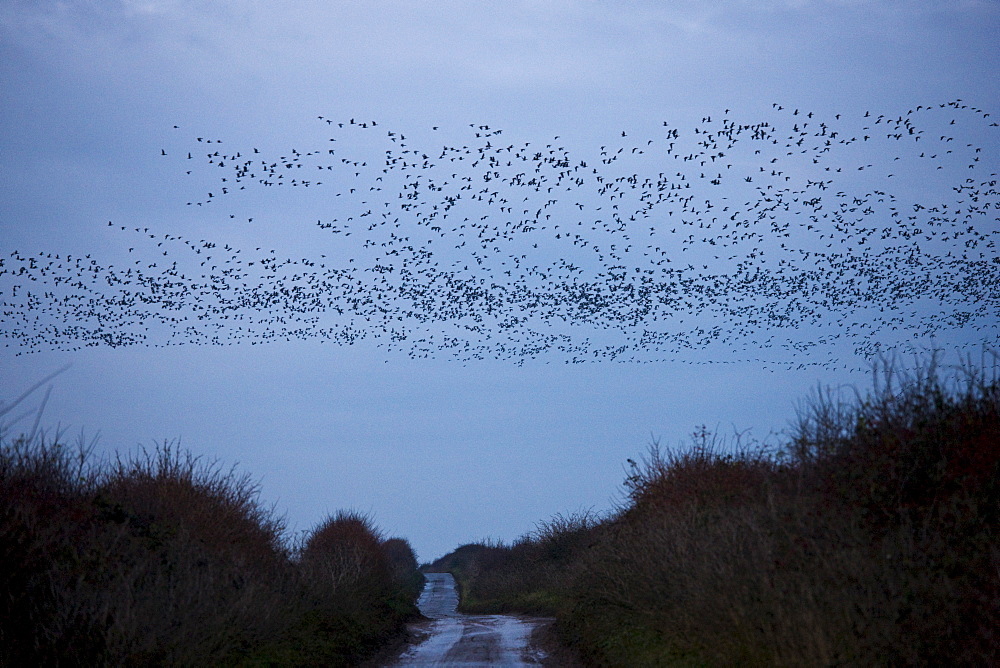 Pink-footed geese in the sky at sunset at Burnham Thorpe near  Holkham, North Norfolk, UK