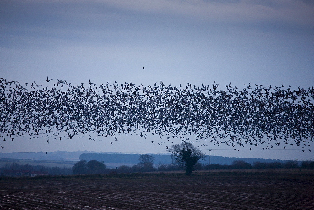 Pink-footed geese in the sky at sunset over Holkham saltmarshes, North Norfolk, UK