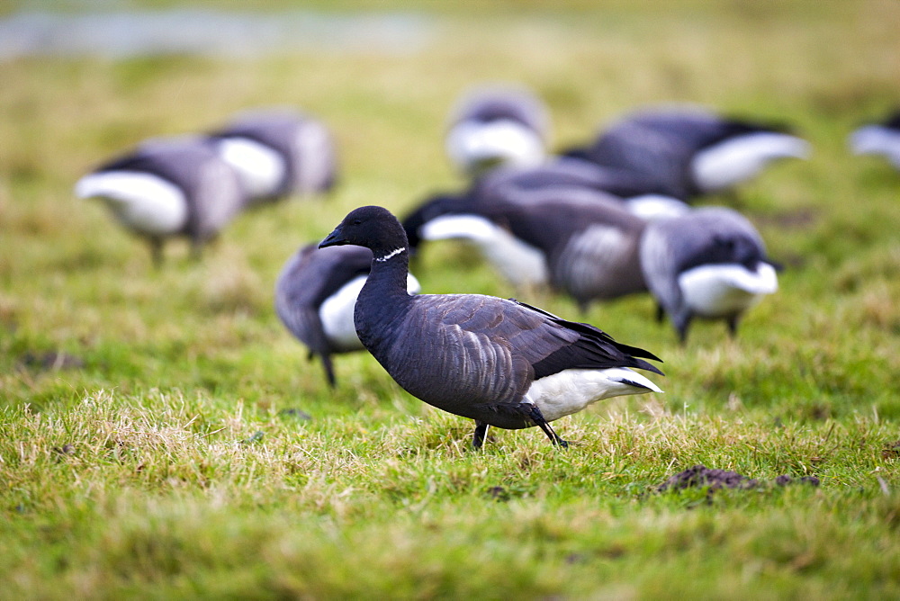 Brent geese, Branta (bernicla) bernicla, in the saltmarshes in Holkham, North Norfolk, UK