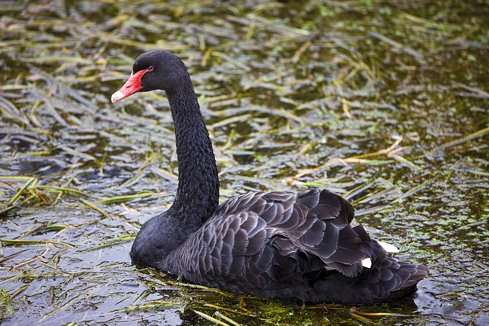 Black swan, Cygnus atratus, with red beak in North Norfolk, UK