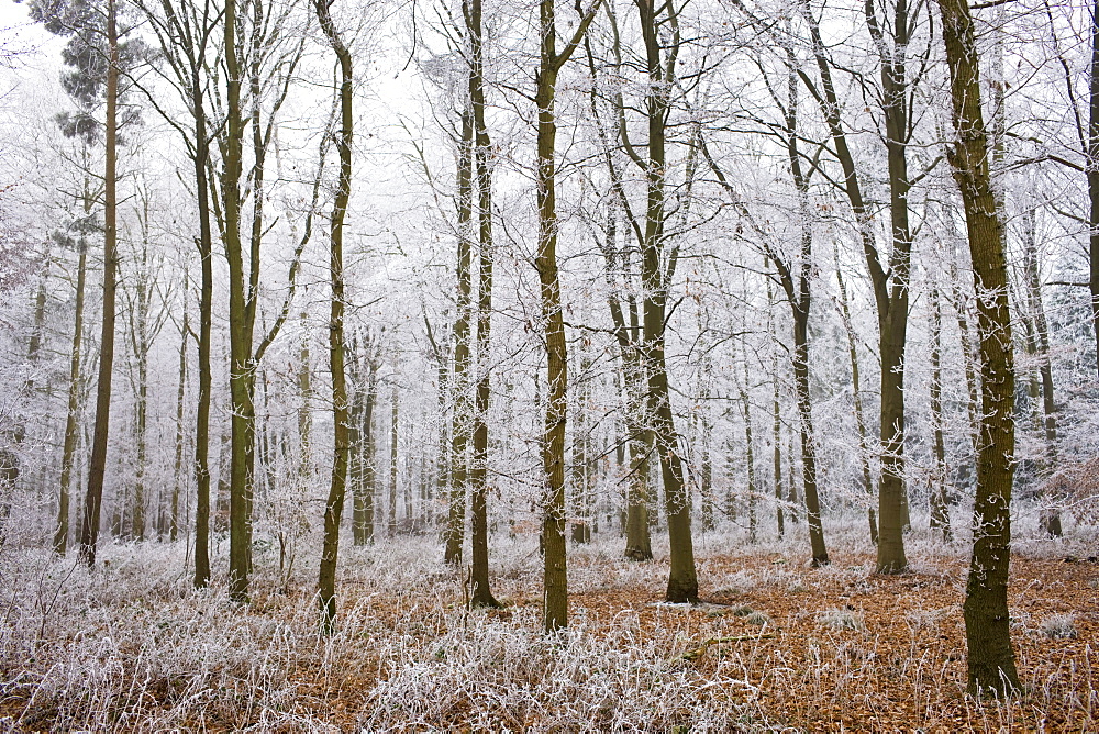 Hoar frost on winter's day in woodland in The Cotswolds, Gloucestershire