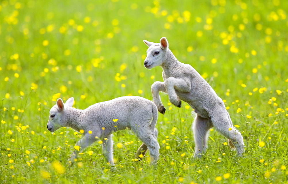 Lambs in a meadow in The Cotswolds, Gloucestershire