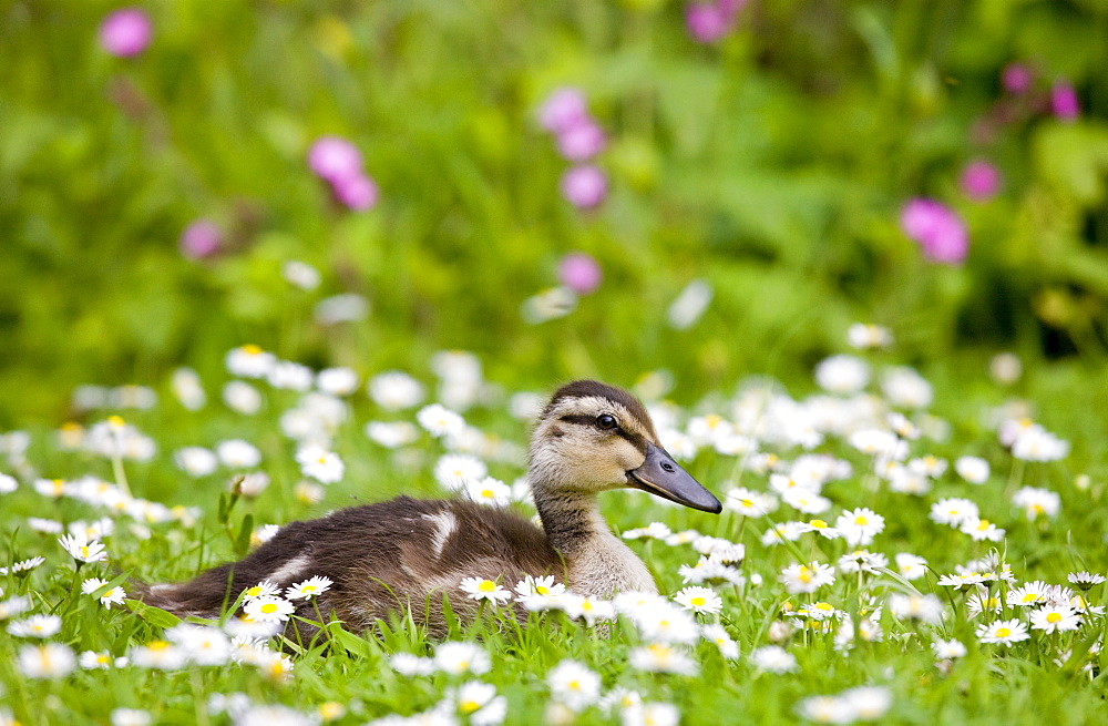 Mallard duckling among daisies in meadow in The Cotswolds, Oxfordshire, England, United Kingdom