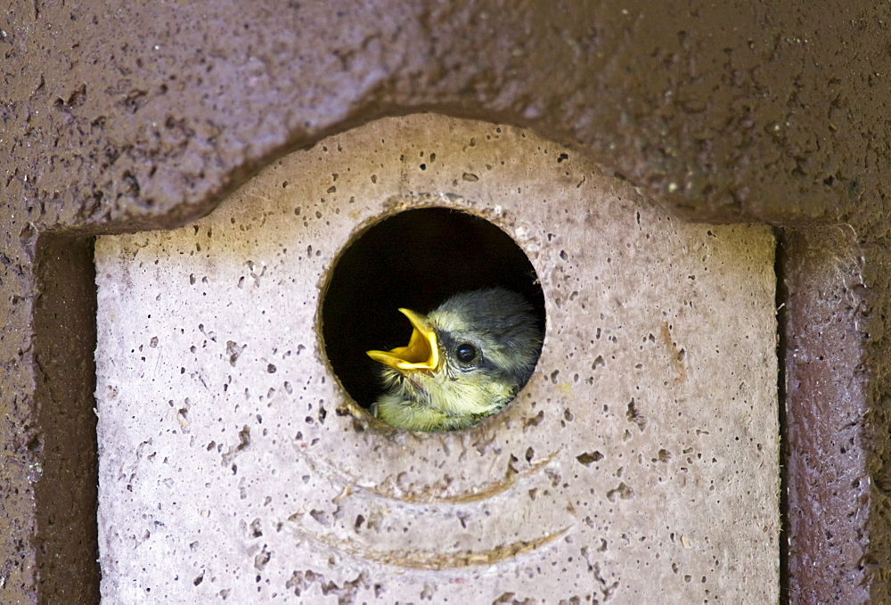 Bluetit hungry young nestling bird cheeping in a garden bird box, The Cotswolds, Oxfordshire, England, United Kingdom