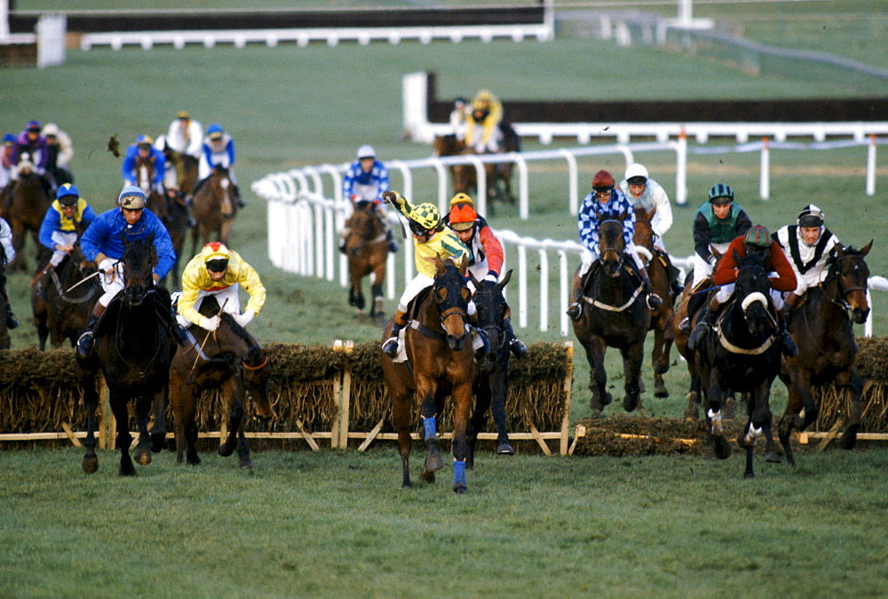 Racehorses and jockeys going over the sticks at Cheltenham Racecourse for the National Hunt Festival of Racing, UK