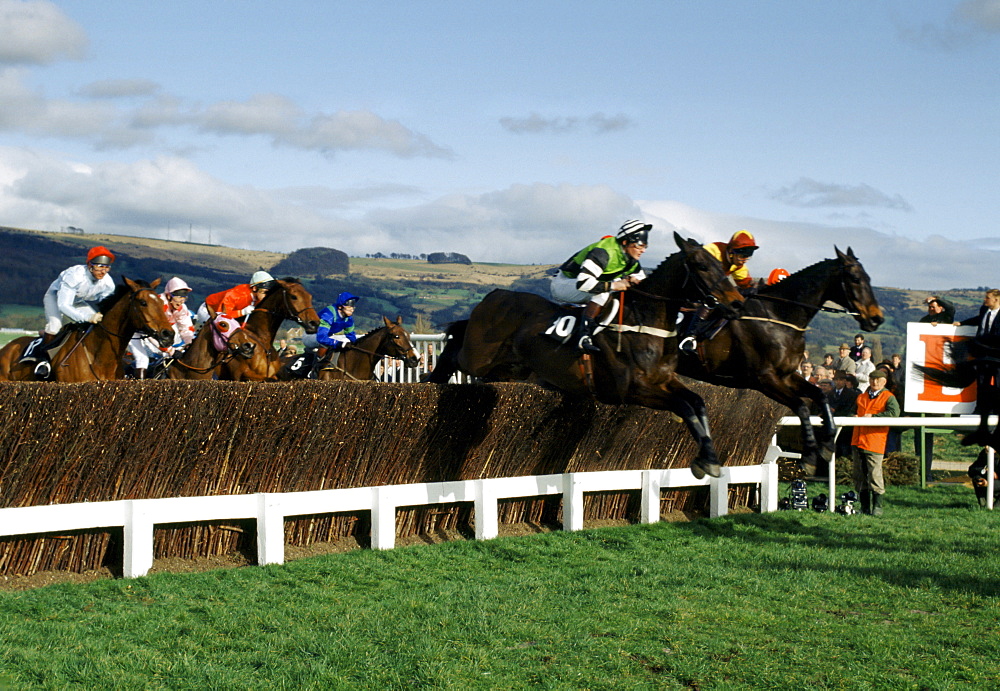 Racehorses and jockeys going over the sticks at Cheltenham Racecourse for the National Hunt Festival of Racing, UK