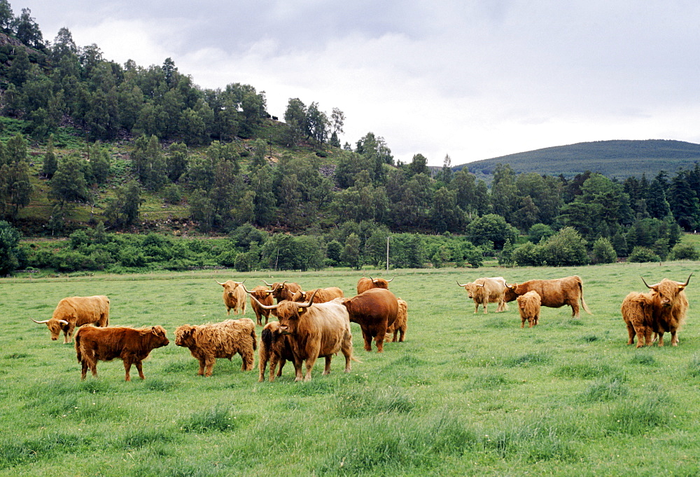 Highland Cattle in Aberdeenshire, Scotland, UK