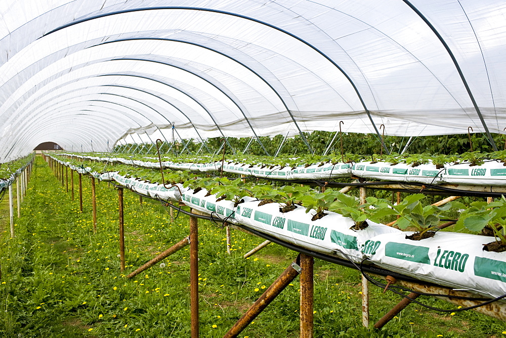 Strawberry plants growing in compost in a polythene fruit tunnel in Gloucestershire, England, United Kingdom