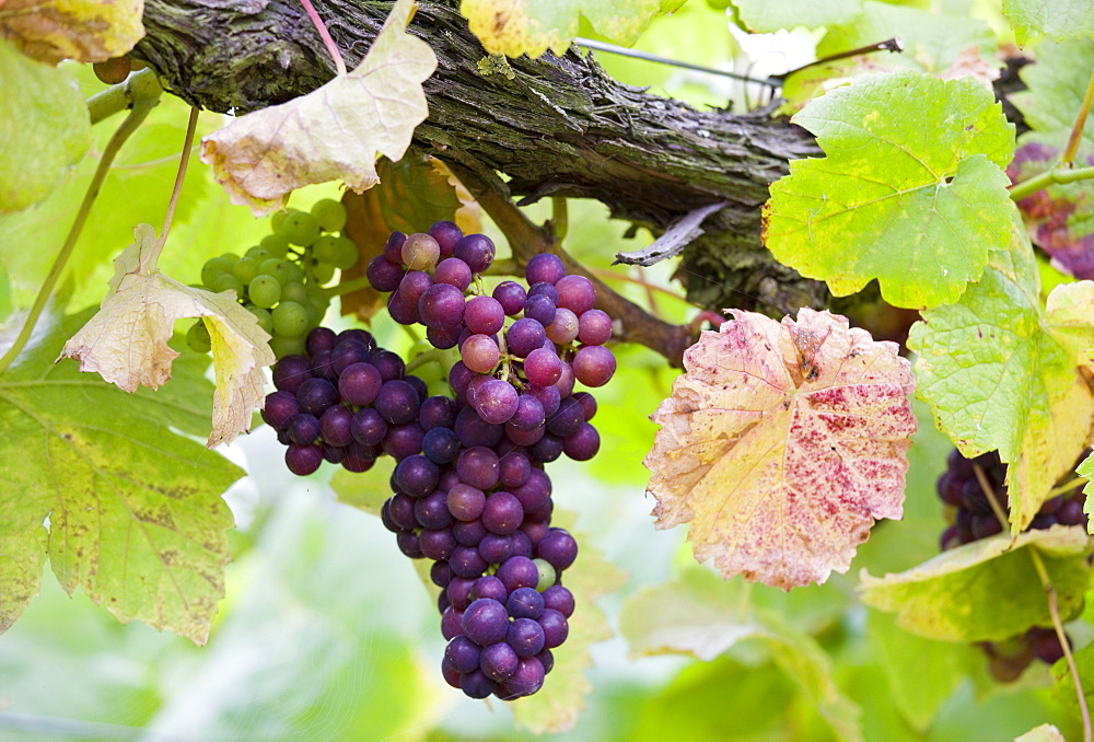 Pinot Noir grapes growing on vines for British wine production at The Three Choirs Vineyard, Newent, Gloucestershire