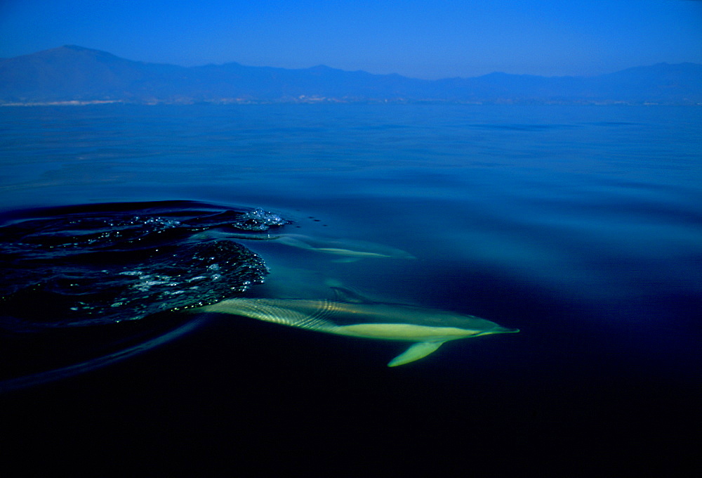 Dolphins gliding through the waters of the Mediterranean Sea off the coast of Spain