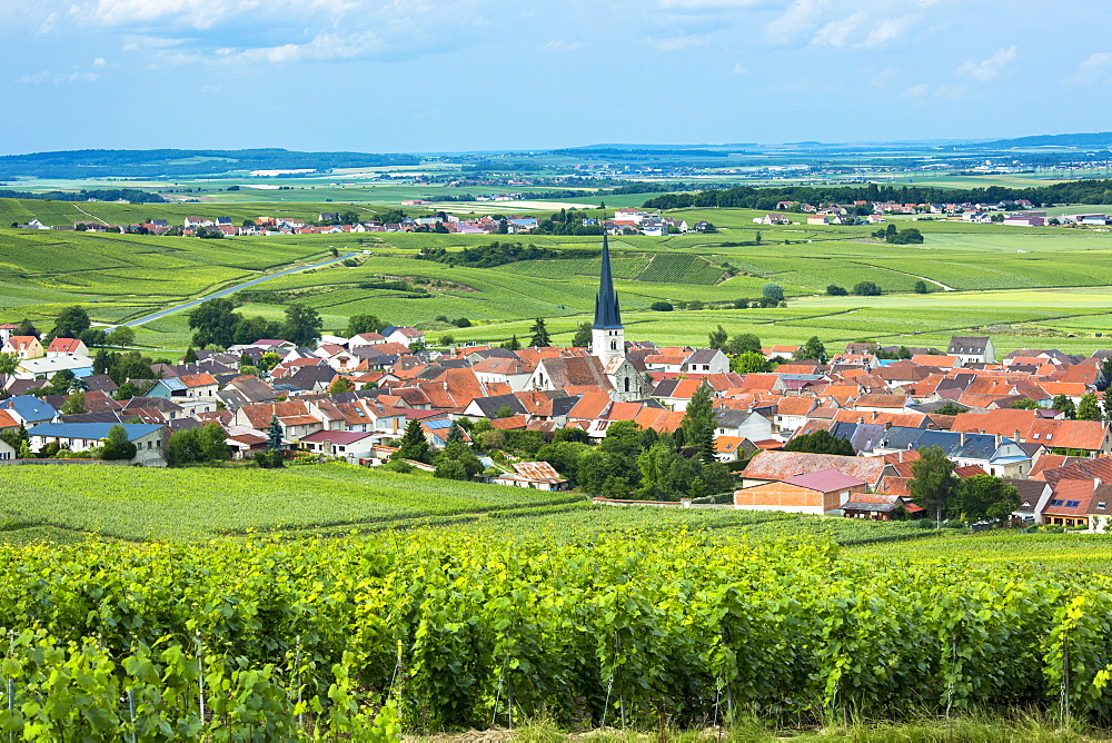 Chardonnay vines at the village of Chamery in the Champagne-Ardenne region, France, Europe