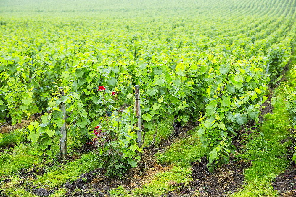 Chardonnay grapevines at Champagne Taittinger vineyard near Epernay in Champagne-Ardenne, France, Europe