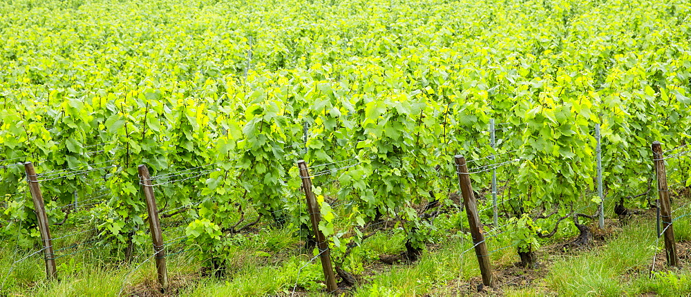 Chardonnay grapevines at Champagne Taittinger vineyard near Epernay in Champagne-Ardenne, France, Europe