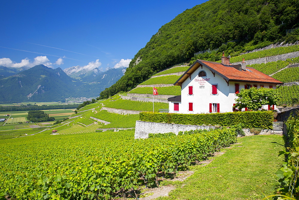 Chablais vines at wine estate, Clos du Rocher, at Yvorne in the Chablais region, Vaud, Switzerland, Europe