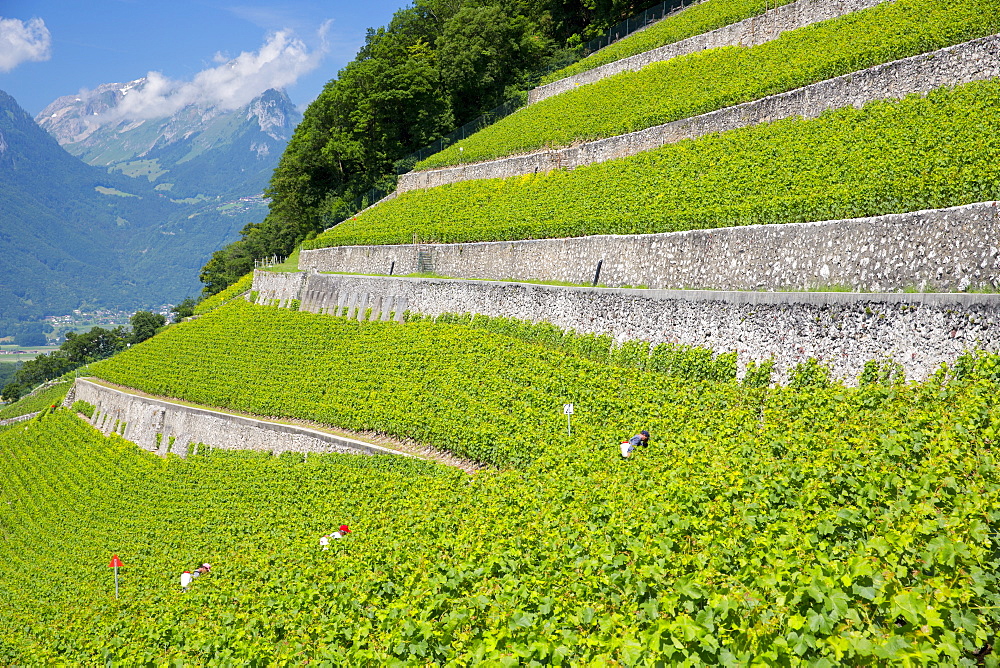 Workers spraying Chablais vines at wine estate, Clos du Rocher, at Yvorne in the Chablais region, Vaud, Switzerland, Europe