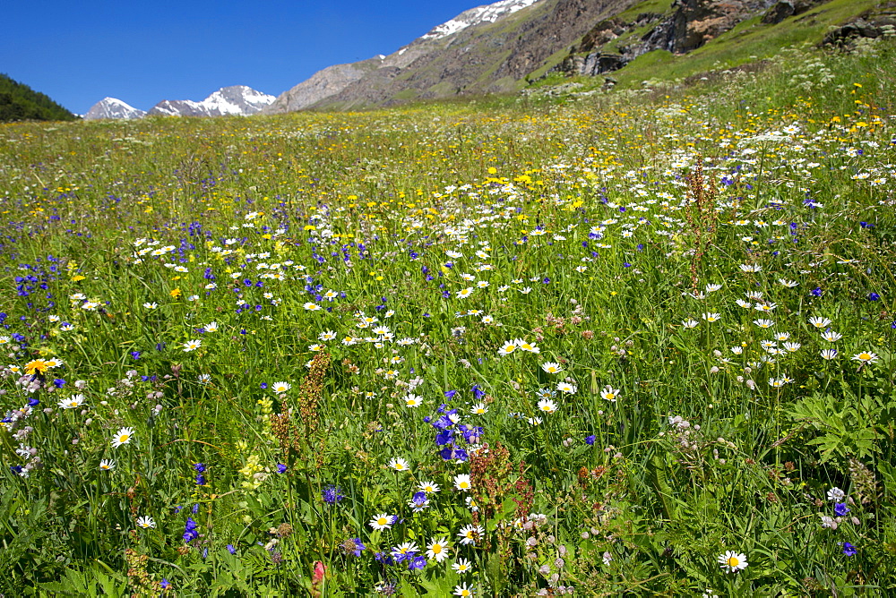 Alpine wildflower meadow in the Swiss Alps below the Matterhorn near Zermatt, Valais, Switzerland, Europe