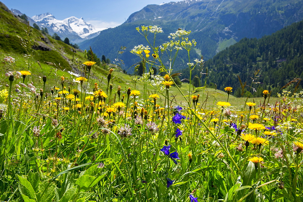 Alpine wildflower meadow in the Swiss Alps below the Matterhorn near Zermatt, Valais, Switzerland, Europe