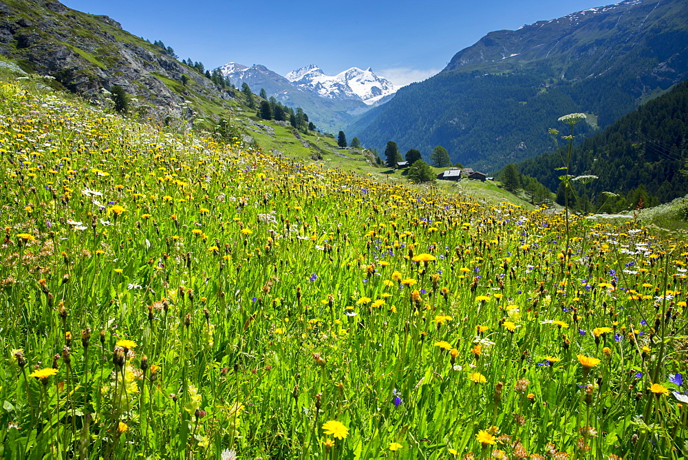 Alpine wildflower meadow in the Swiss Alps below the Matterhorn near Zermatt, Valais, Switzerland, Europe