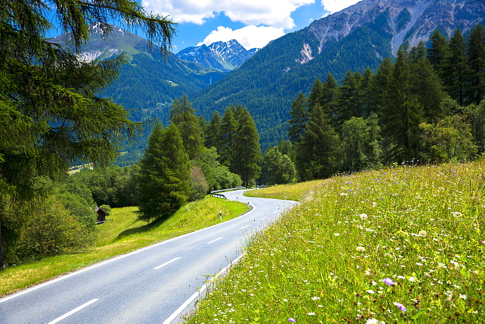 Route past Alpine flower meadows in the Swiss National Park, the Swiss Alps, Switzerland, Europe