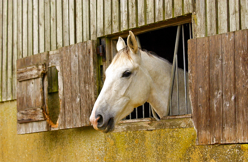 Grey mare watching from stable window at livery yard in Oxfordshire.