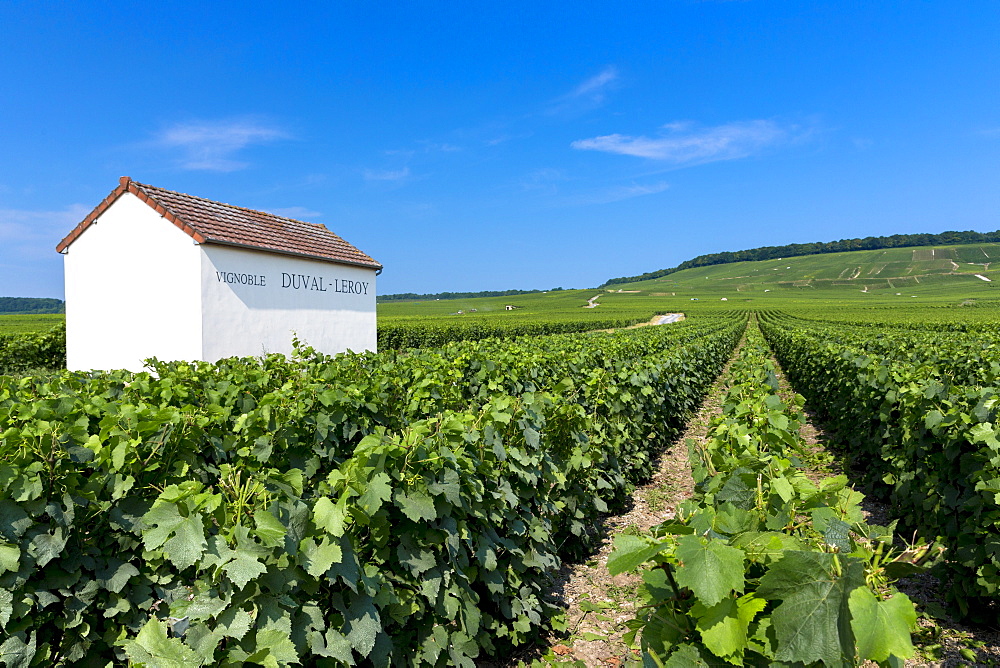 Trimmed vines of vineyard of Vignoble Duval-Leroy on the Champagne Tourist Route at Vertus, in Marne, Champagne-Ardenne, France, Europe