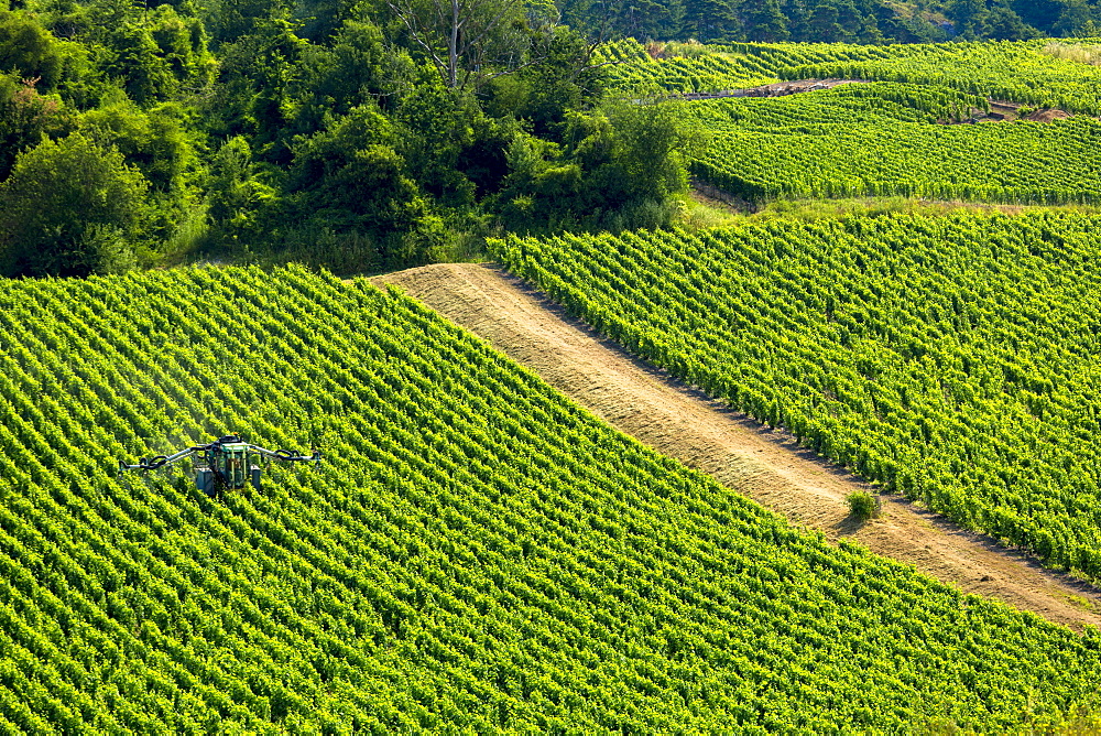 Vine tractor crop-spraying grapevines along the Champagne Tourist Route in the Marne Valley, Champagne-Ardenne, France, Europe