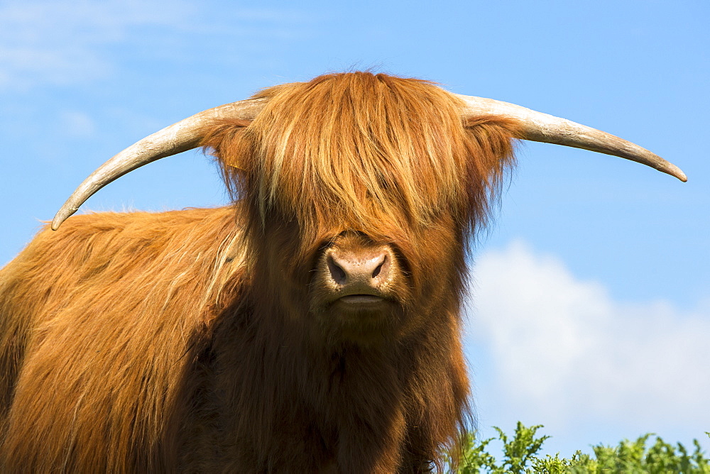 Cow (Bos primigenius) of Highland Cattle pure pedigree in the Highlands of Scotland, United Kingdom, Europe