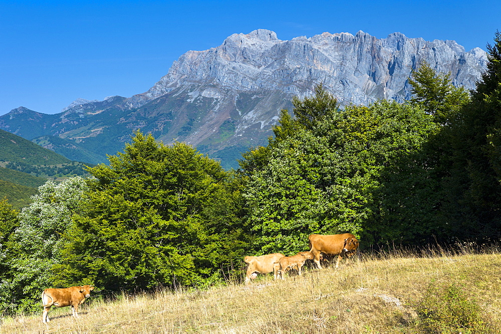 Herd of cattle in meadow in the Picos de Europa mountains (Peaks of Europe), Castilla y Leon, Northern Spain, Europe