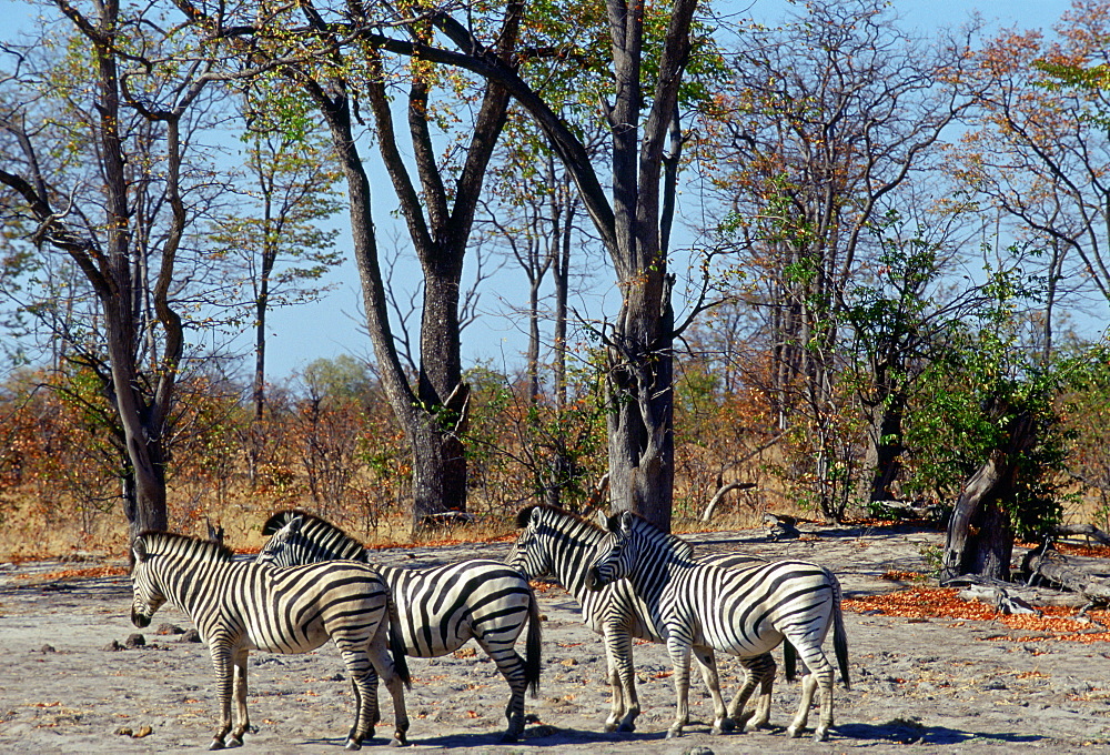 Herd of Burchell's Zebra  in Moremi National Park , Botswana