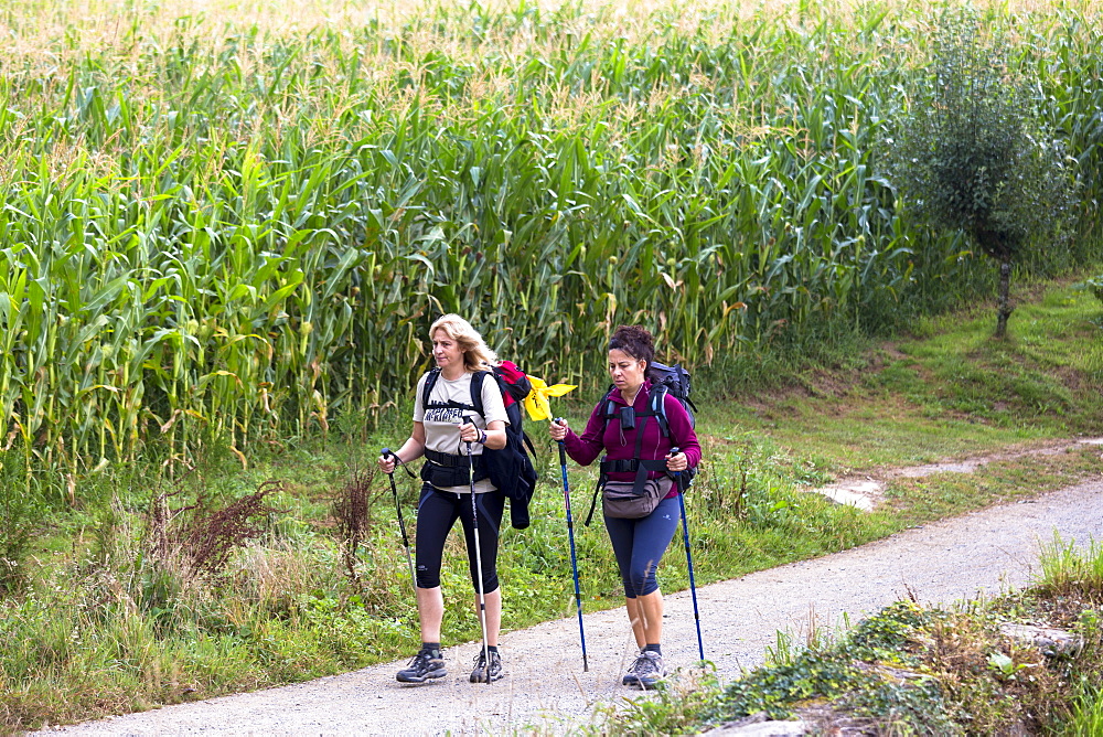 Pilgrims with rucksacks on the Camino de Santiago Pilgrim's Walk to Santiago de Compostela in Galicia, Spain, Europe