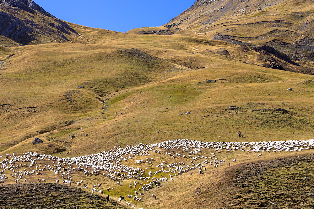 Mountain sheep and goats with shepherd in Val de Tena at Formigal in Spanish Pyrenees mountains, Spain, Europe