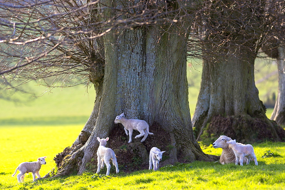 Sheep and lambs (Ovis aries)  in The Cotswolds, Gloucestershire, England, United Kingdom, Europe