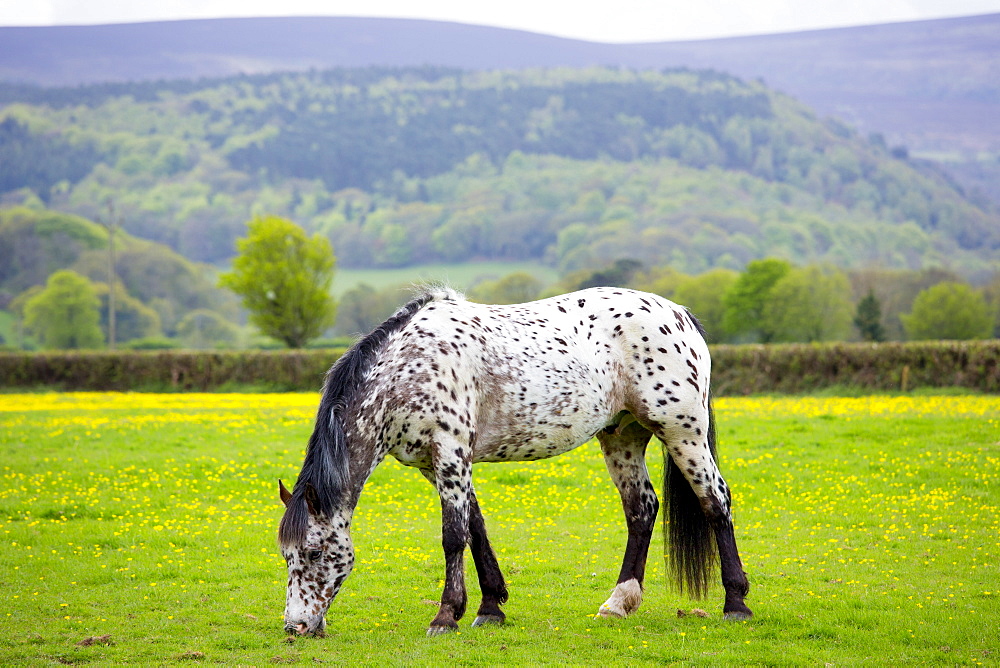 Roan coloured pony (Equus caballus) grazing in field of buttercups on Exmoor in Somerset, England, United Kingdom, Europe