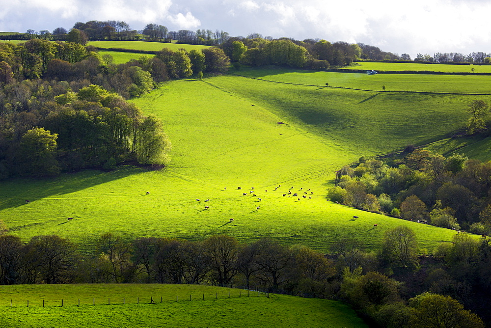 Cattle on rolling hills in Exmoor National Park near Dunster in Somerset, England, United Kingdom, Europe