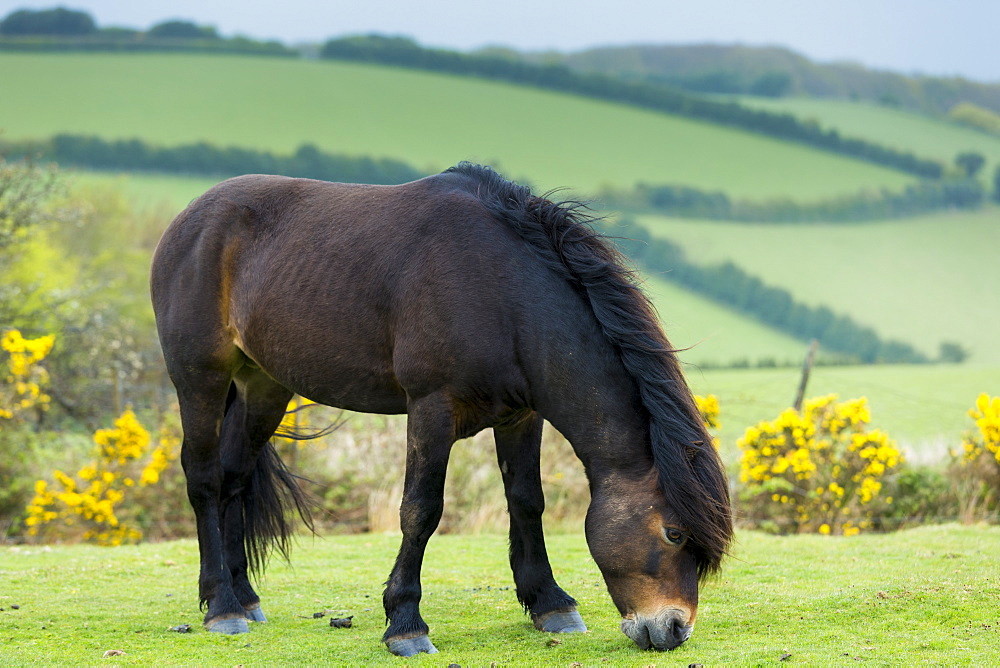 Male wild Exmoor pony (Equus caballus) grazing on moorland in Exmoor National Park, Somerset, England, United Kingdom, Europe