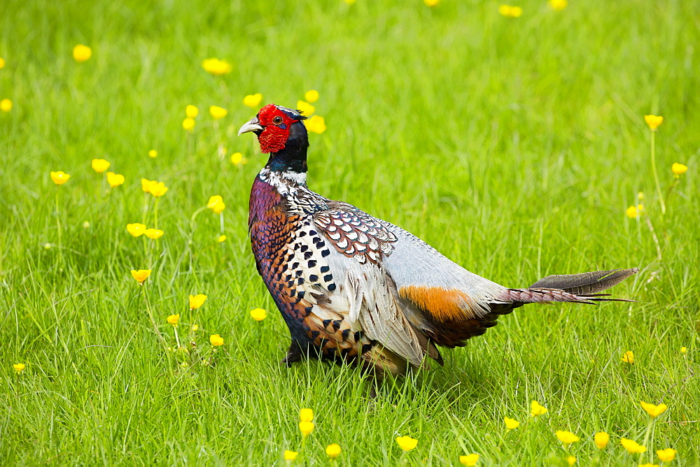 Cock pheasant (Phasianus colchicus) in a field of buttercups, England, United Kingdom, Europe